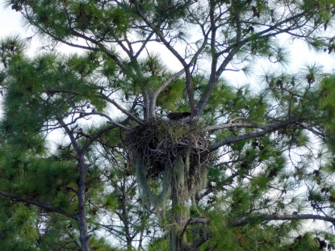 Eagle Nest